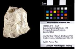 Foto (Objket + Etiketten) von Goniodromites bidentatus (Reuss, 1858) 